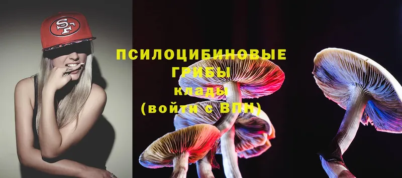 Галлюциногенные грибы Psilocybine cubensis  Калтан 